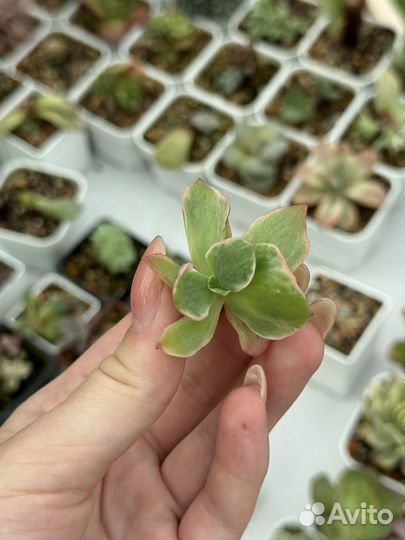 Суккуленты