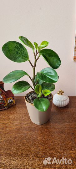 Пеперомии сортовые