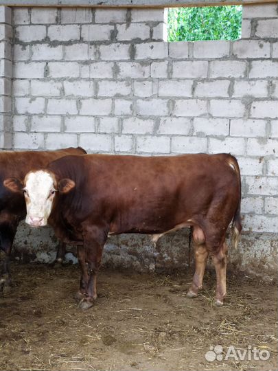 Бык Племьяной Лимузин