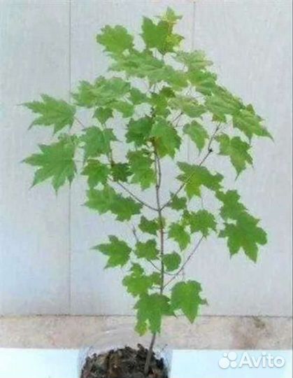 Клен остролистный Golden Globe, саженцы от 25 см