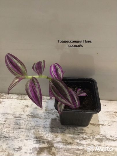 Комнатные растения