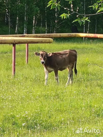 Продам чистопородных домашних телят