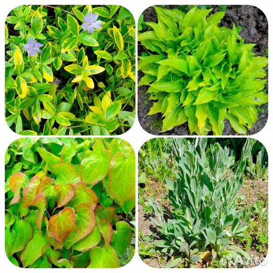 Растения многолетники садовые, саженцы, кустарники