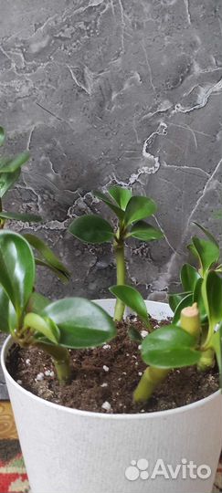 Пеперомия туполистная