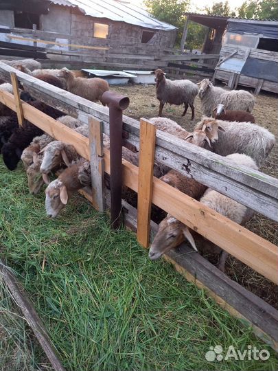 Овцы бараны ягнята