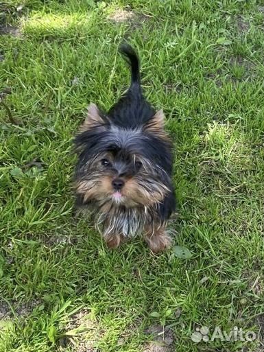 Йоркширский терьер мини