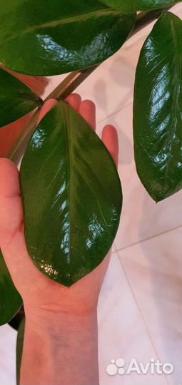 Замиокулькас