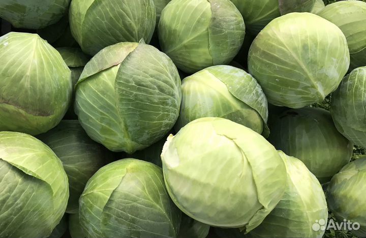 Капуста зимняя,цветная,брокколи рассада