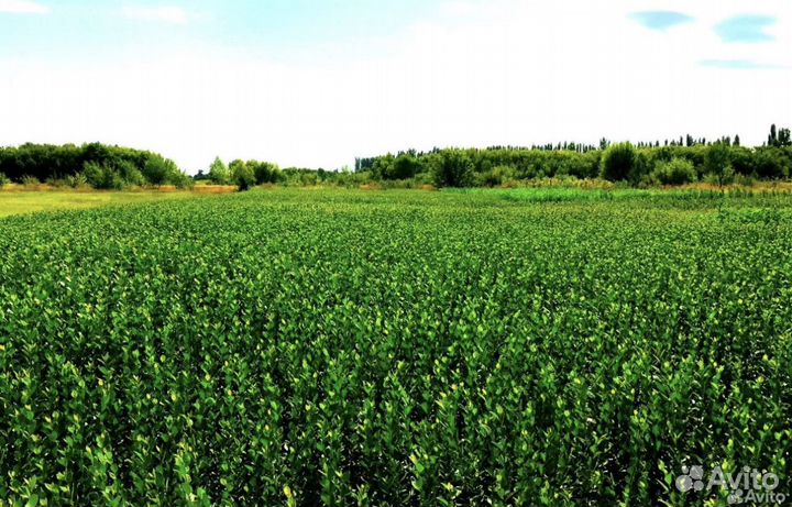 Работник питомника растений