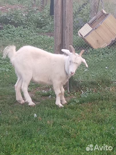 Коза молочная