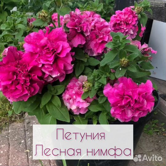 Рассада петунии