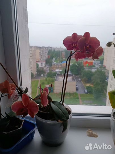 Орхидея фаленопсис
