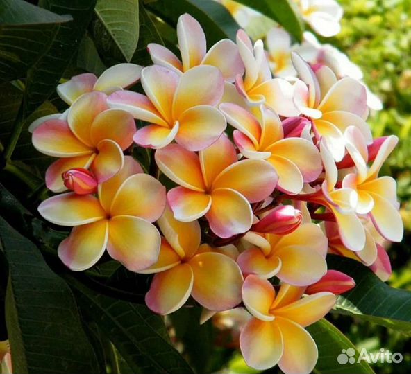 Плюмерия франжипани
