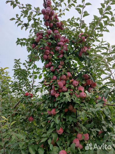 Саженцы яблони двухлетки