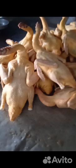 Индаутки (селезни)