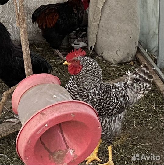 Петух Плимутрок