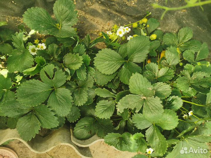 Клубника ремонтантная Альбион, Елизавета