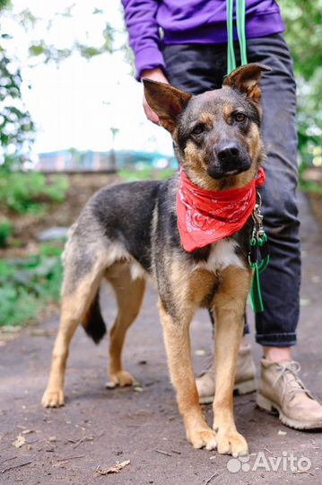 Ласковый мальчик заберите домой