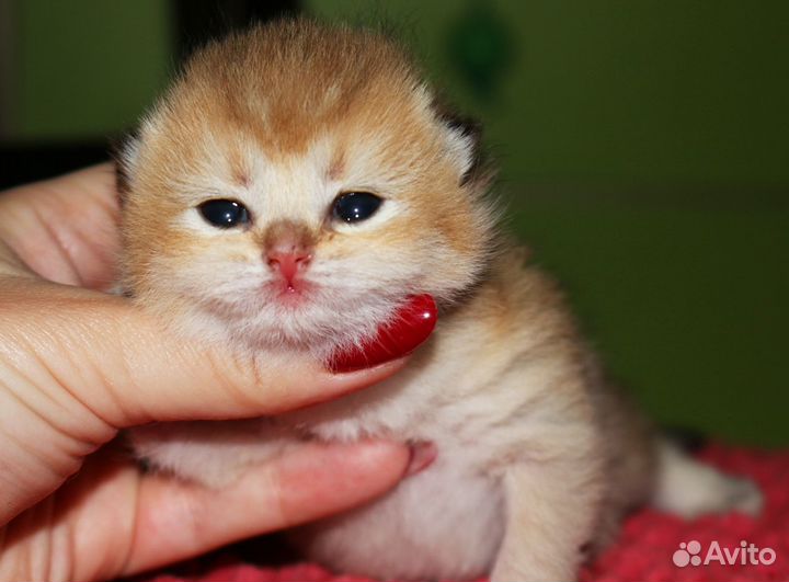 Британские золотые шиншиллы