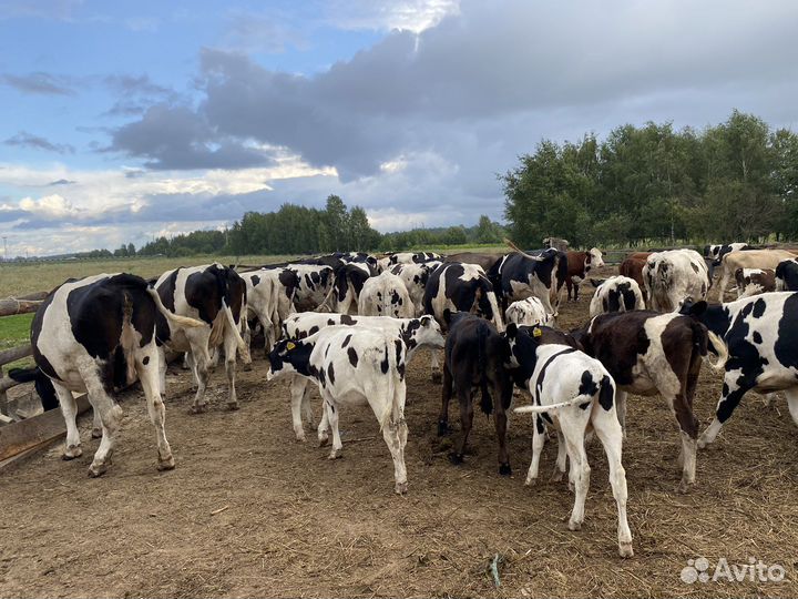 Телочки и телята