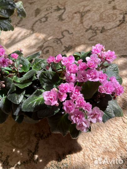 Цветущие фиалки