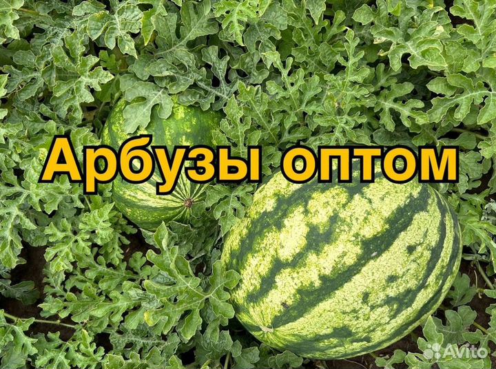Арбуз Оптом