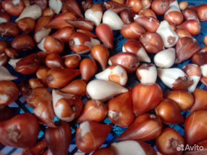 Луковицы тюльпанов