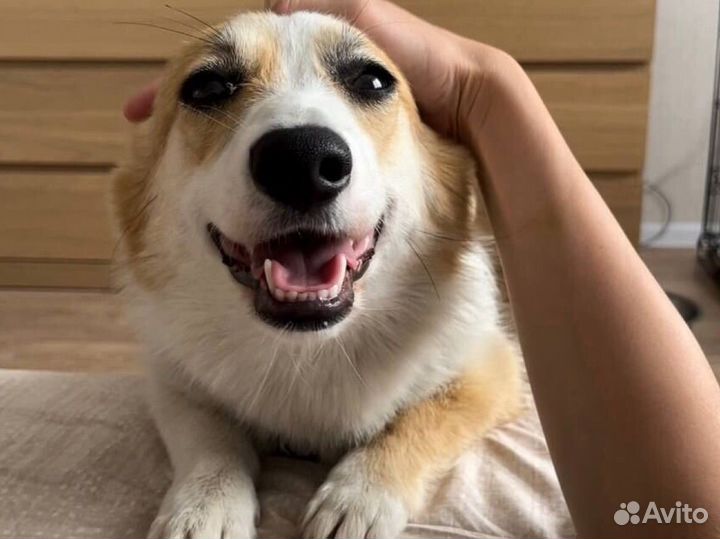 Дрессировка собак с передержкой