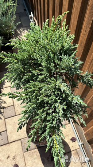 Можжевельник на штамбе