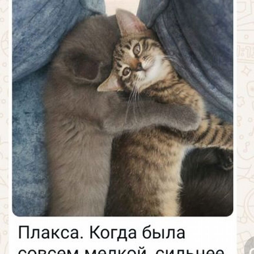 Котята