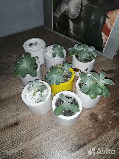 Суккуленты