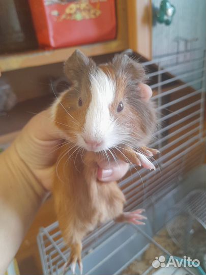 Морская свинка