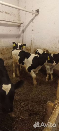 Телята бычки