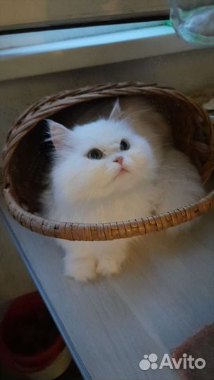 Персидская шиншилла