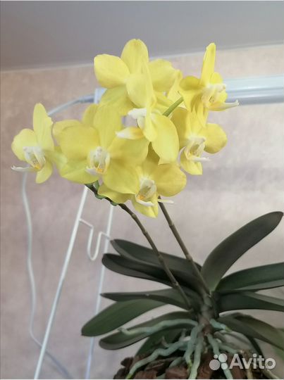 Орхидея фаленопсис