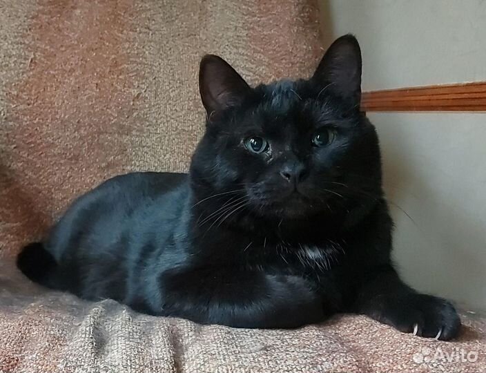 Черный кот Дуглас в поиске дома