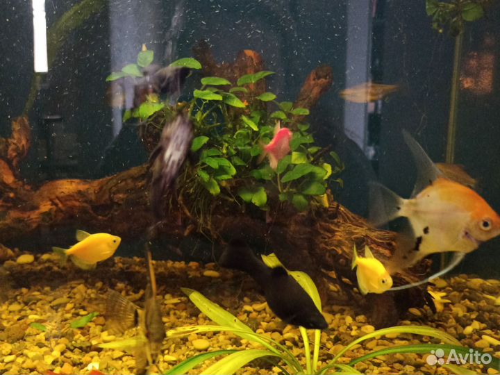 Аквариум с рыбками