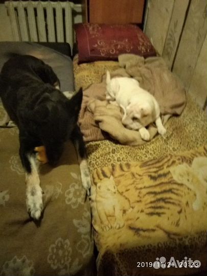 Уход за животными на время отпуска