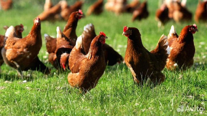Куры несушки с доставкой