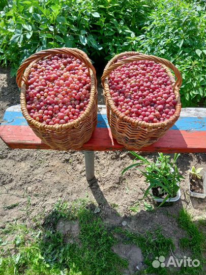 Смородина красная, черная, крыжовник