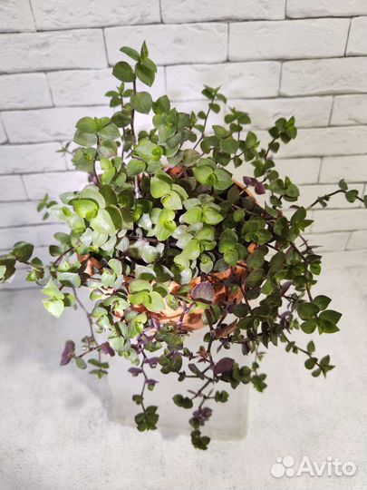 Каллизия ползучая (Callisia repens)