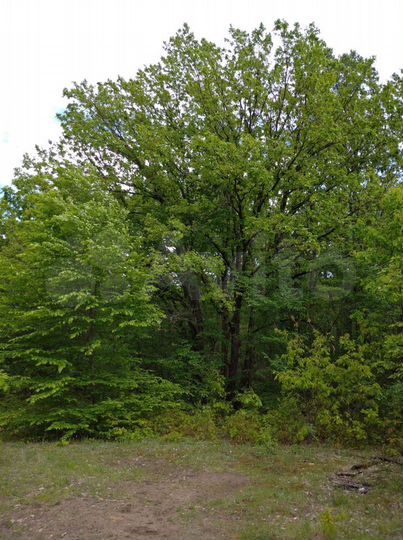 Участок 1,5 га (СНТ, ДНП)