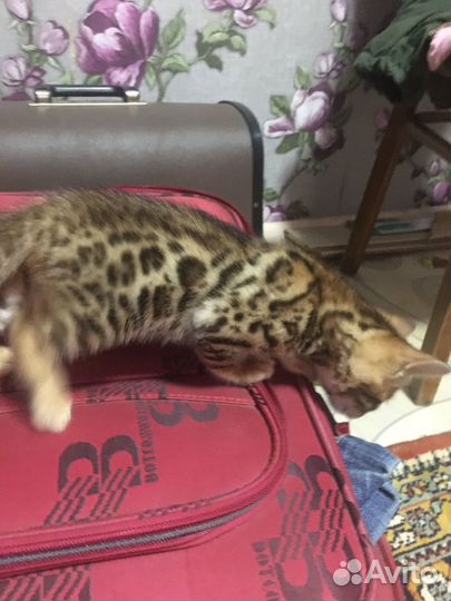 Котята бенгальские