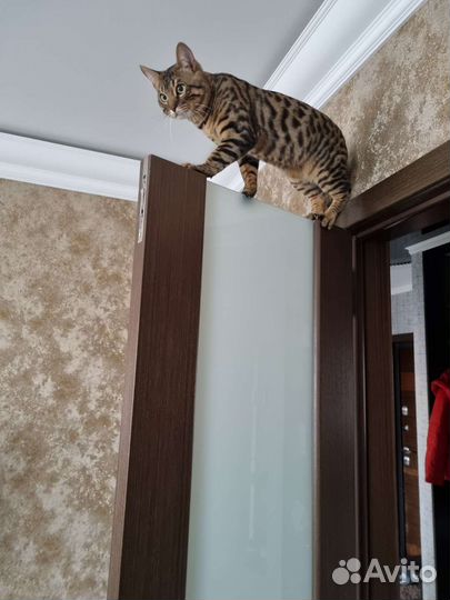 Кот на вязку
