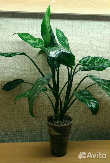 Аглаонема Мария