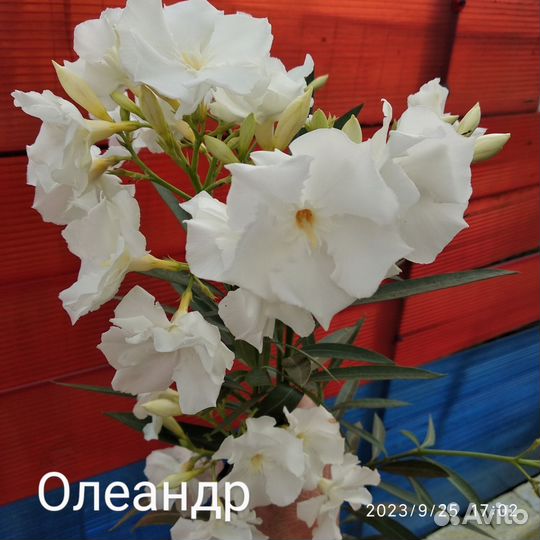 Алоэ столетник