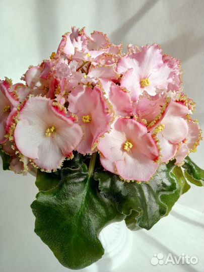 Сортовые фиалки