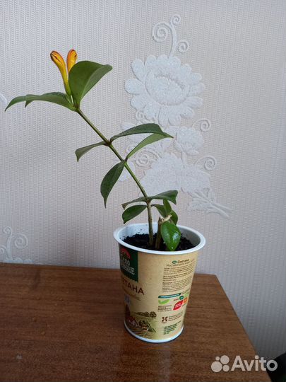 Эсхинантус