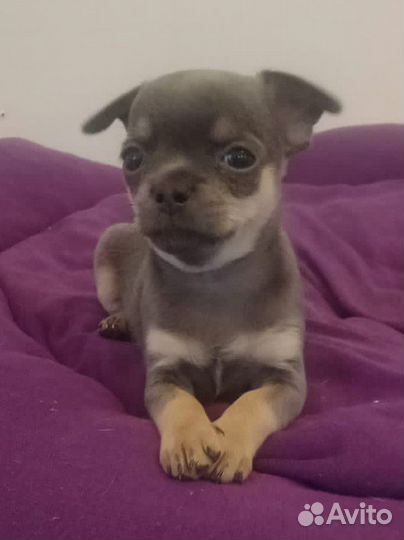 Щенки чихуахуа