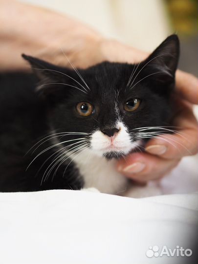 Котенок маркизик 3 мес